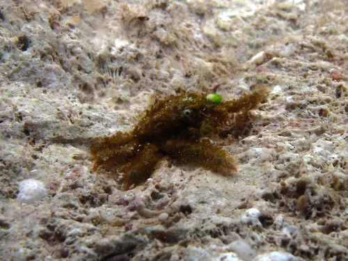Tylocarcinus