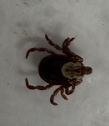 American Dog Tick