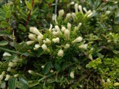 Baccharis magellanica