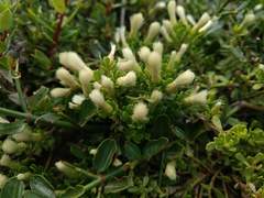 Baccharis magellanica