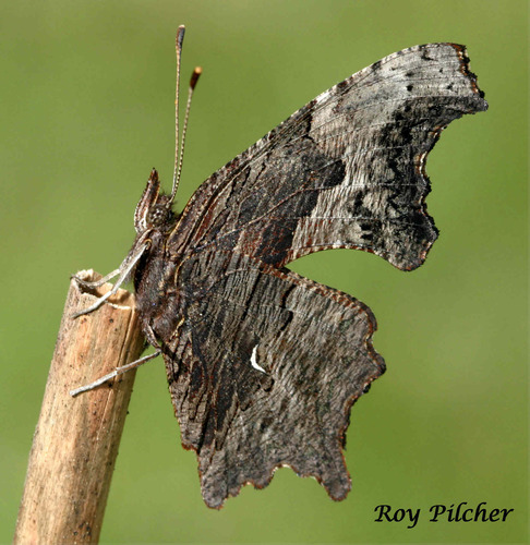 Gray Comma
