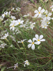 Phlox tenuifolia
