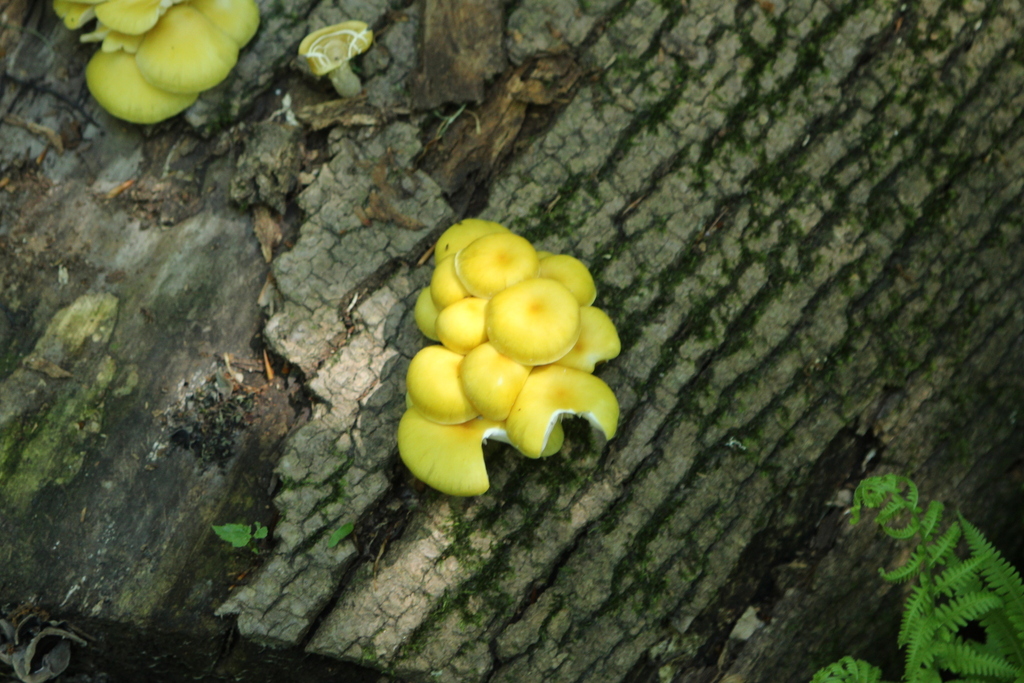Golden Oyster Mushroom · June 2026 · photo: Photo: (c) SReeser, some rights reserved (CC BY) · iNaturalist