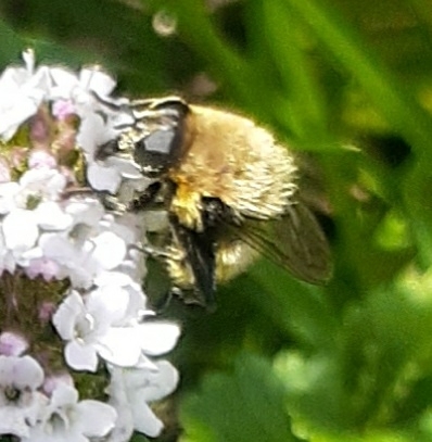 Narcissus Bulb Fly