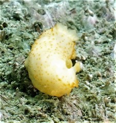Gymnodoris citrina image
