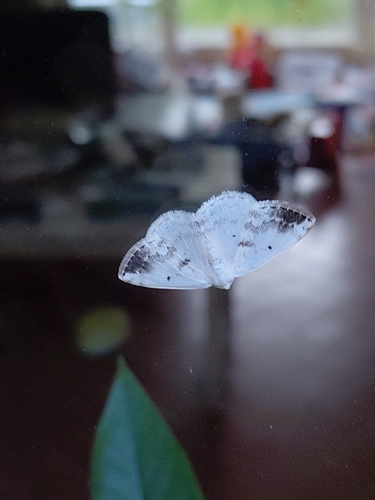 Clouded Silver