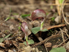 Corybas aconitiflorus