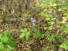 Aconitum sczukinii