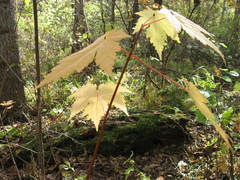 Acer ukurunduense