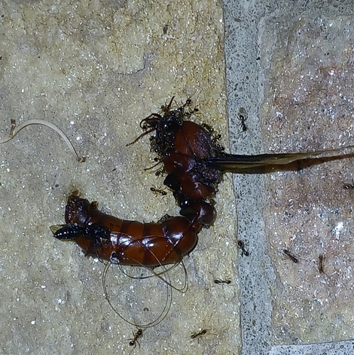Red Driver Ant
