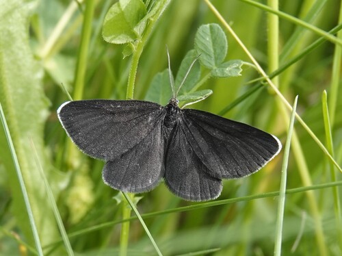 Chimney-sweeper