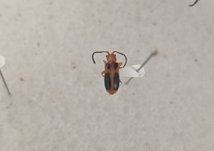 Phyllobrotica sororia