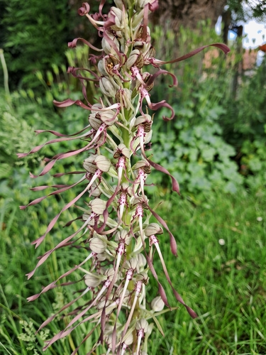 Lizard Orchid