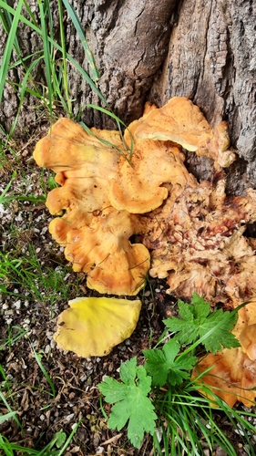 chicken of the woods