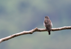 Muscicapa sibirica