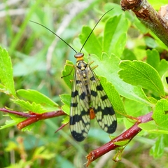Panorpa meridionalis