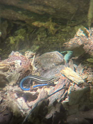 Common Five-lined Skink observed by happyslug