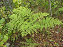 Athyrium rubripes