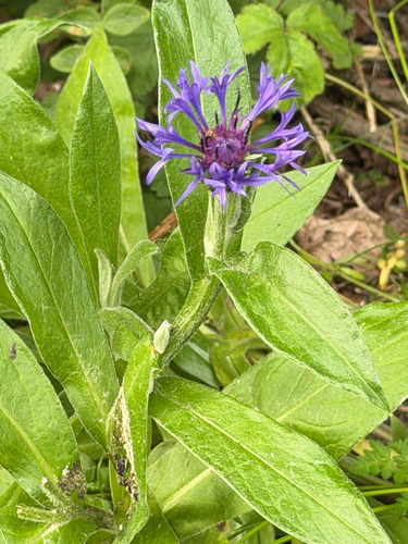 Perennial Cornflower