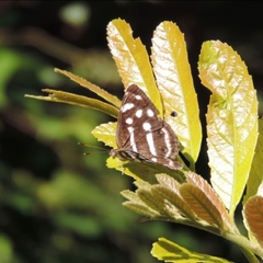 Dynamine postverta postverta