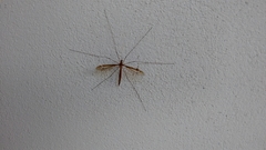Tipula tricolor