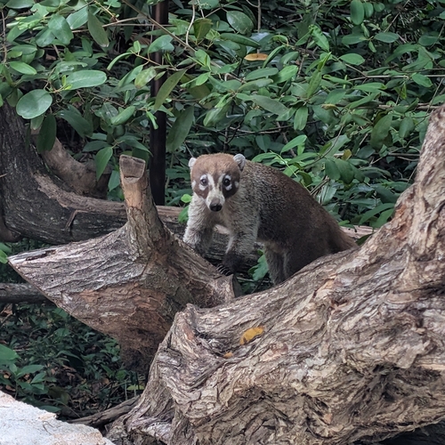 White-nosed Coati observed by kitsun8