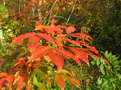 Acer mandshuricum