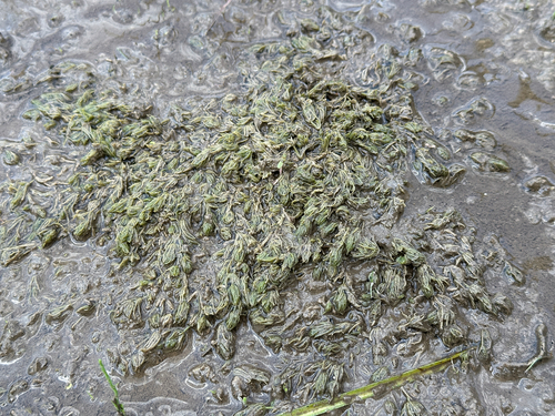 common stonewort
