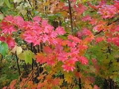 Acer pseudosieboldianum