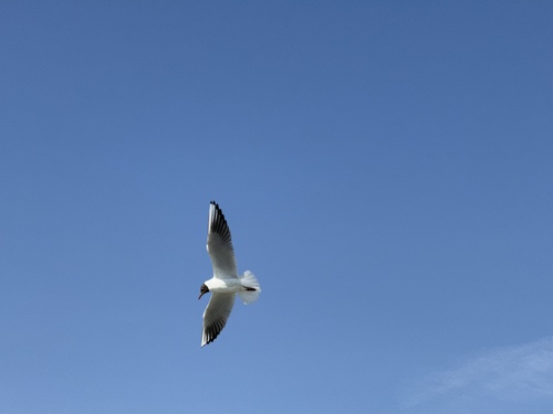 Black-headed Gull