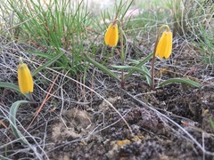 Fritillaria pudica