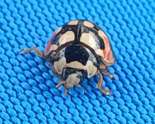 Sulfurous Lady Beetle