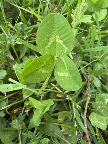white clover
