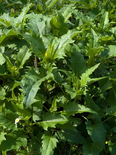 planta copa
