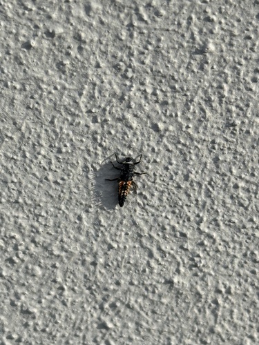 Asian Lady Beetle