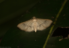 Addaea subtessellata