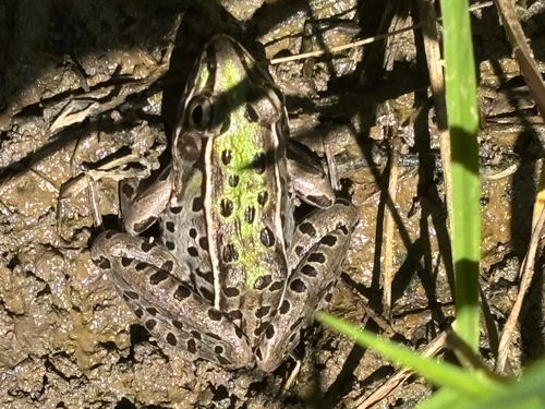 Southern Leopard Frog observed by happyslug