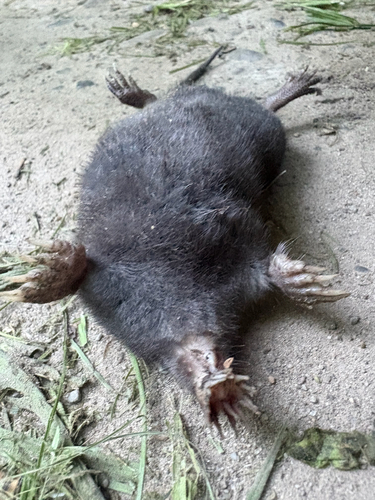 Star-nosed Mole observed by cambpi314