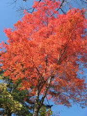 Acer mandshuricum
