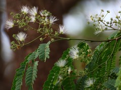 Albizia odoratissima