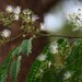 Albizia odoratissima - Photo (c) Shiwalee Samant, algunos derechos reservados (CC BY-NC), subido por Shiwalee Samant