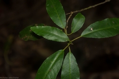 Croton verreauxii