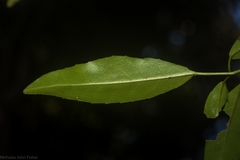 Croton verreauxii