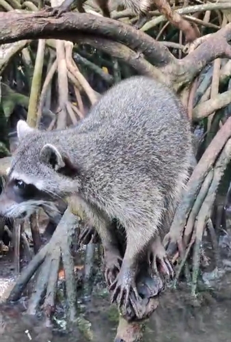 Common Raccoon
