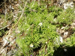 Anemonoides caerulea