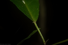 Croton verreauxii
