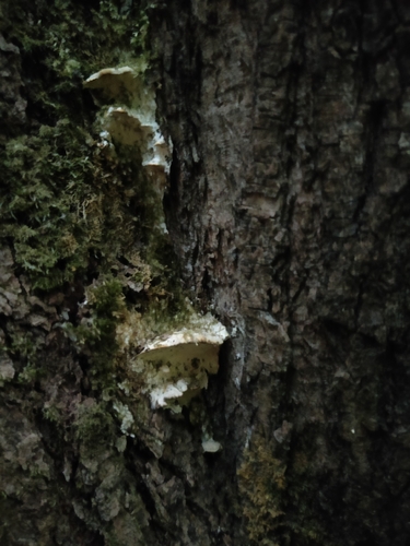Poplar Bracket