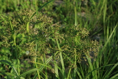 Scirpus orientalis