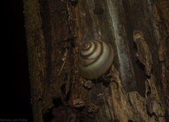 Posorites conscendens