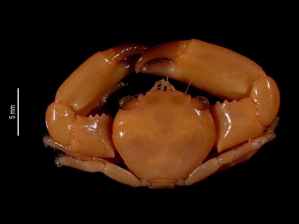 Hand-dotted Guard Crab